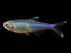 Cochu's Blue Tetra AKA Blue King Tetra (Boehlkea fredcochui), Tank-Bred