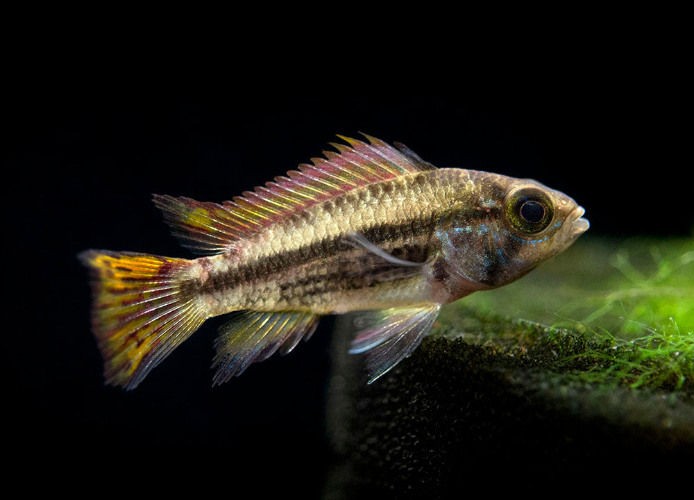 Cockatoo Dwarf Cichlid (Apistogramma cacatuoides), Tank-Bred