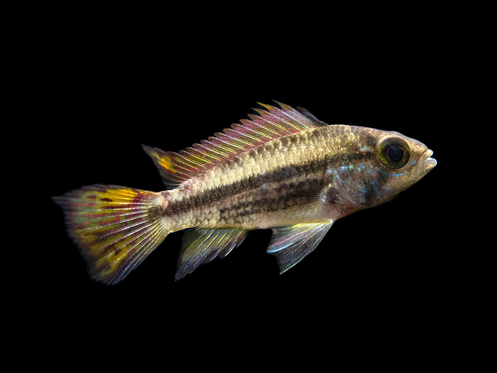Cockatoo Dwarf Cichlid (Apistogramma cacatuoides), Tank-Bred