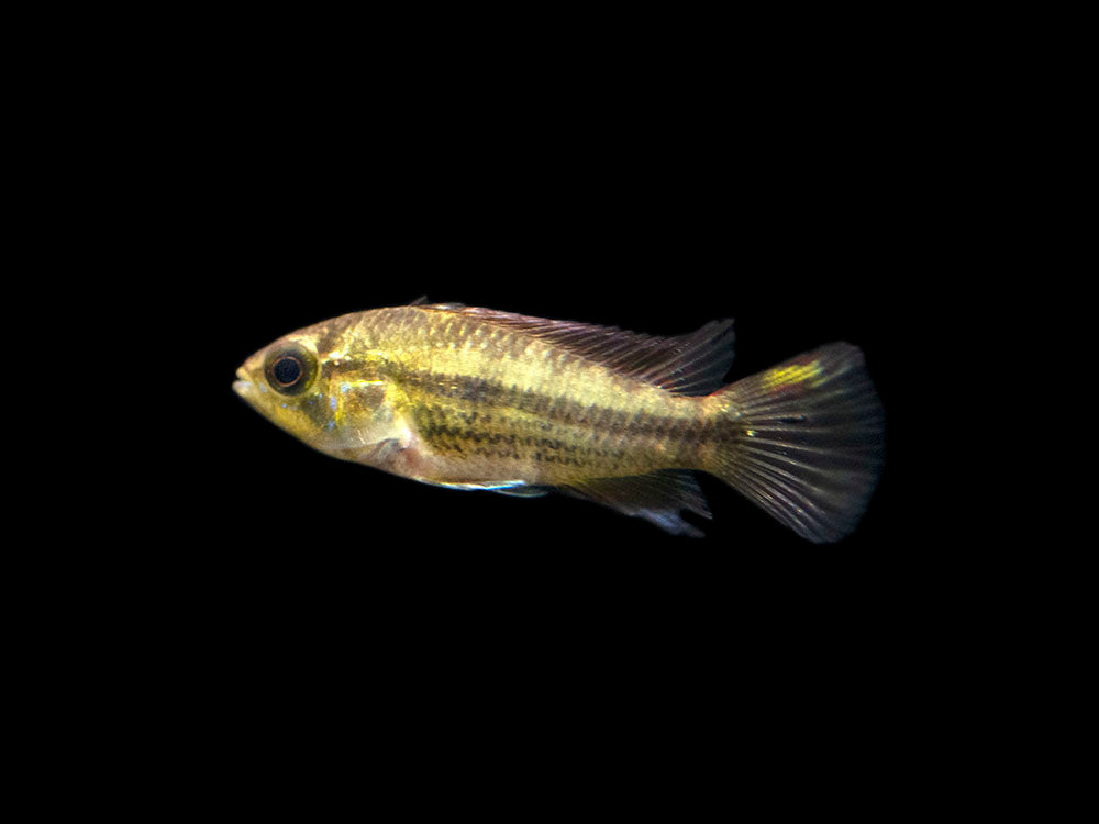 Cockatoo Dwarf Cichlid (Apistogramma cacatuoides), Tank-Bred
