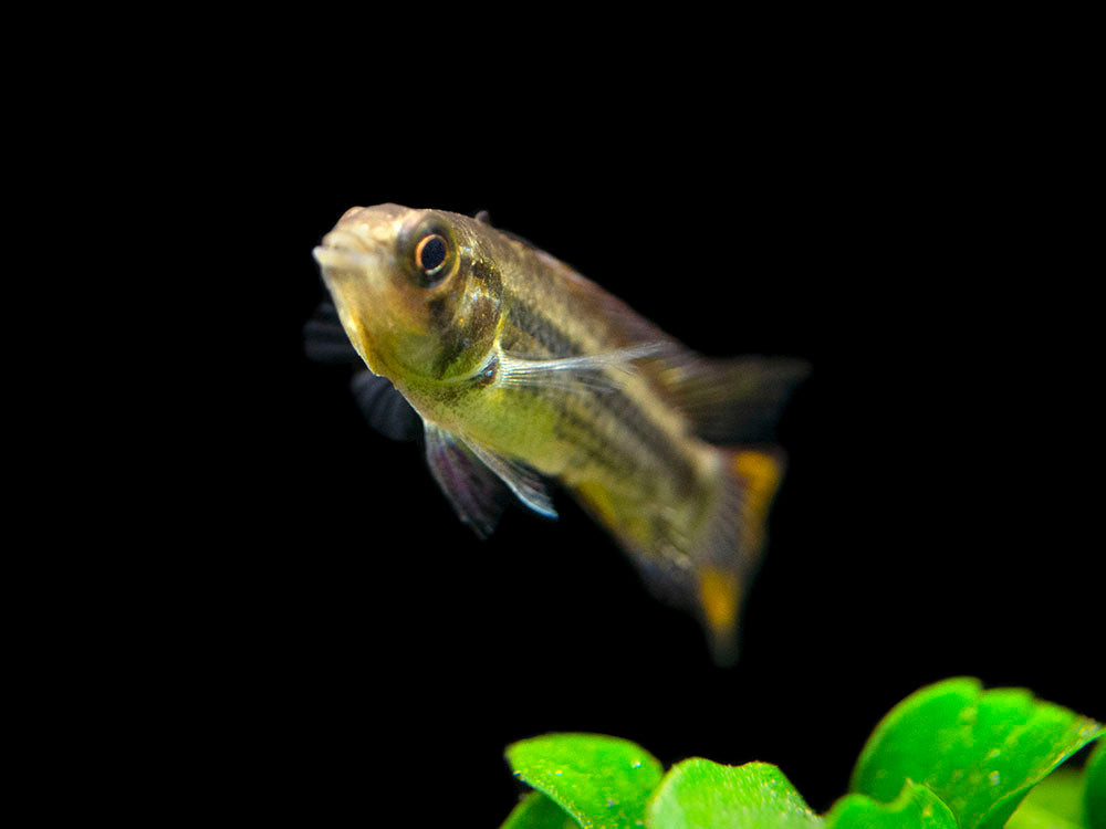 Cockatoo Dwarf Cichlid (Apistogramma cacatuoides), Tank-Bred