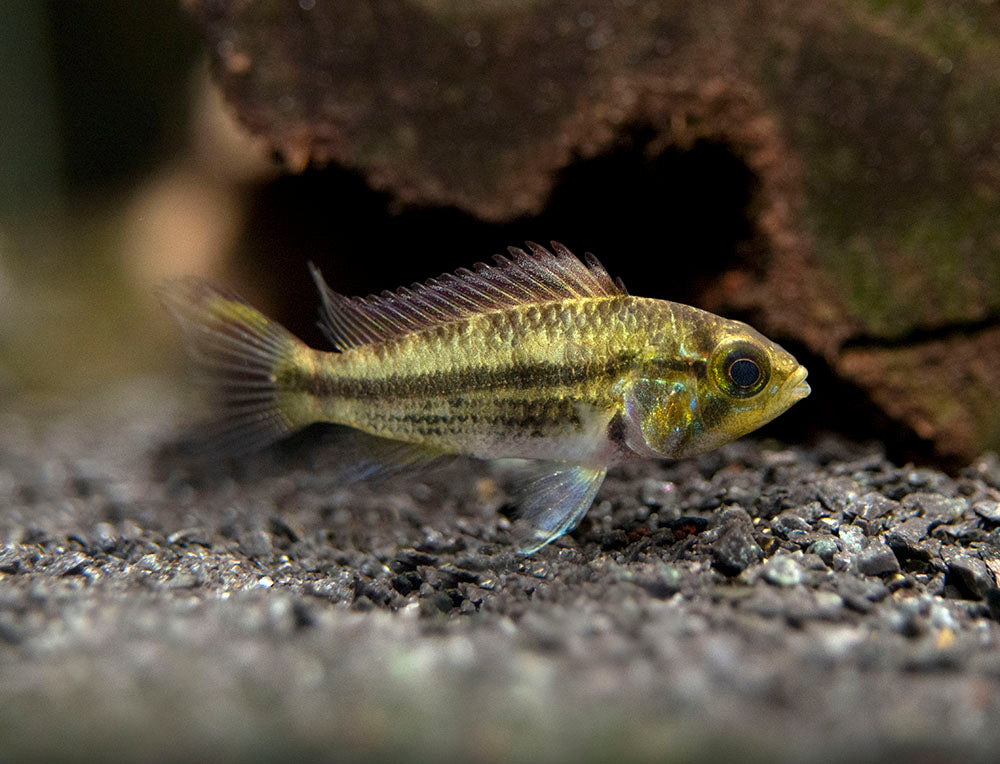 Cockatoo Dwarf Cichlid (Apistogramma cacatuoides), Tank-Bred