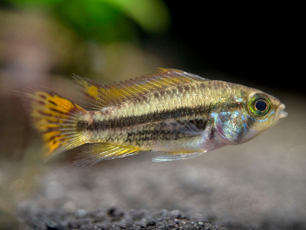 Cockatoo Dwarf Cichlid (Apistogramma cacatuoides), Tank-Bred
