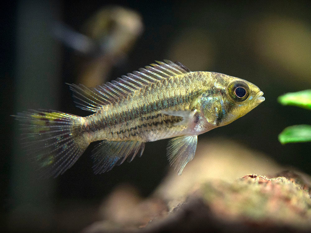 Cockatoo Dwarf Cichlid (Apistogramma cacatuoides), Tank-Bred
