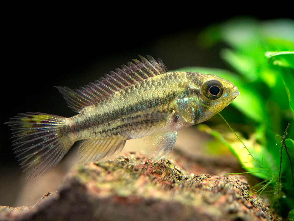 Cockatoo Dwarf Cichlid (Apistogramma cacatuoides), Tank-Bred