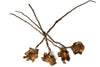aquatic arts coconut petals 