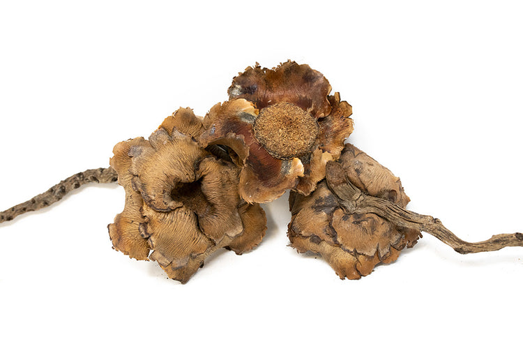 dried coconut leaves for aquarium 