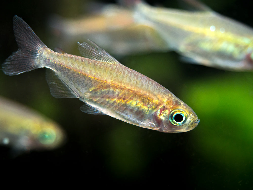 Congo Tetra (Phenacogrammus interruptus) - Tank-Bred!