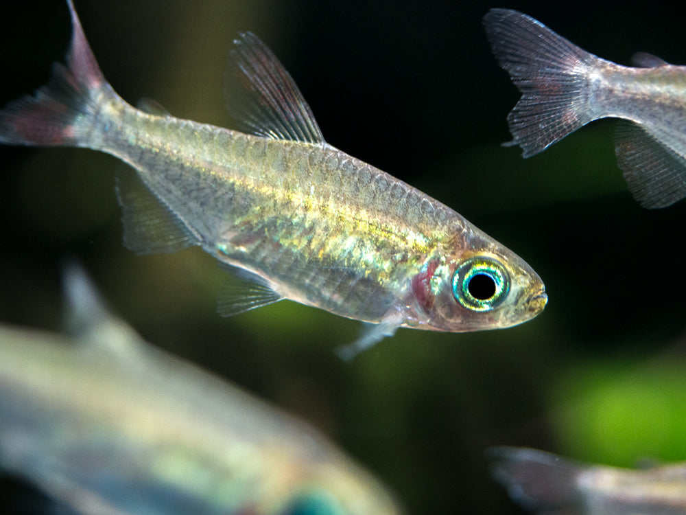 Congo Tetra (Phenacogrammus interruptus) - Tank-Bred!