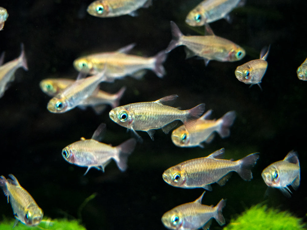 Congo Tetra (Phenacogrammus interruptus) - Tank-Bred!