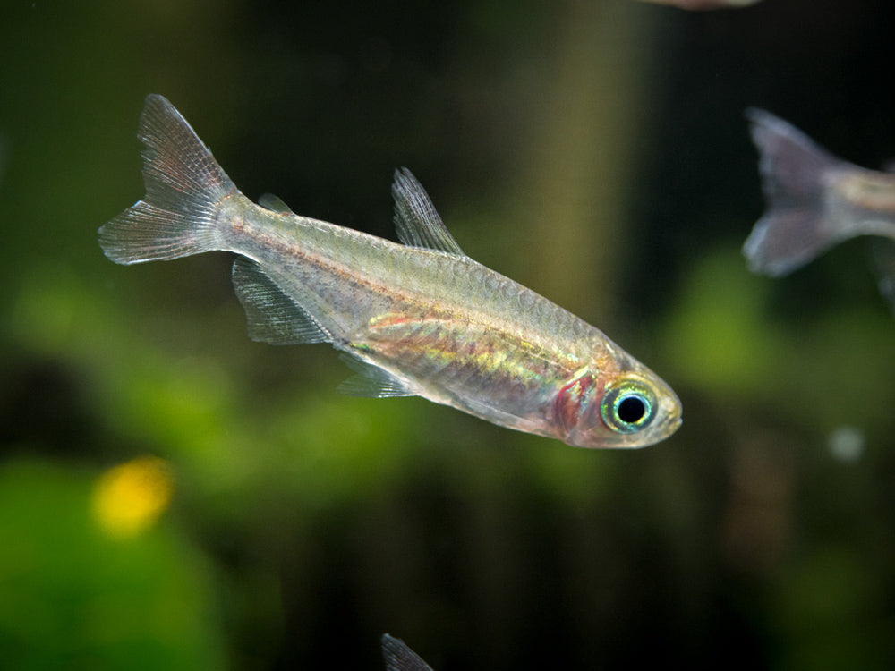 Congo Tetra (Phenacogrammus interruptus) - Tank-Bred!