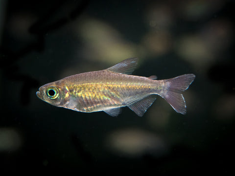 Red Beckford's Pencilfish (Nannostomus beckfordi var. "Red"), Tank-Bred