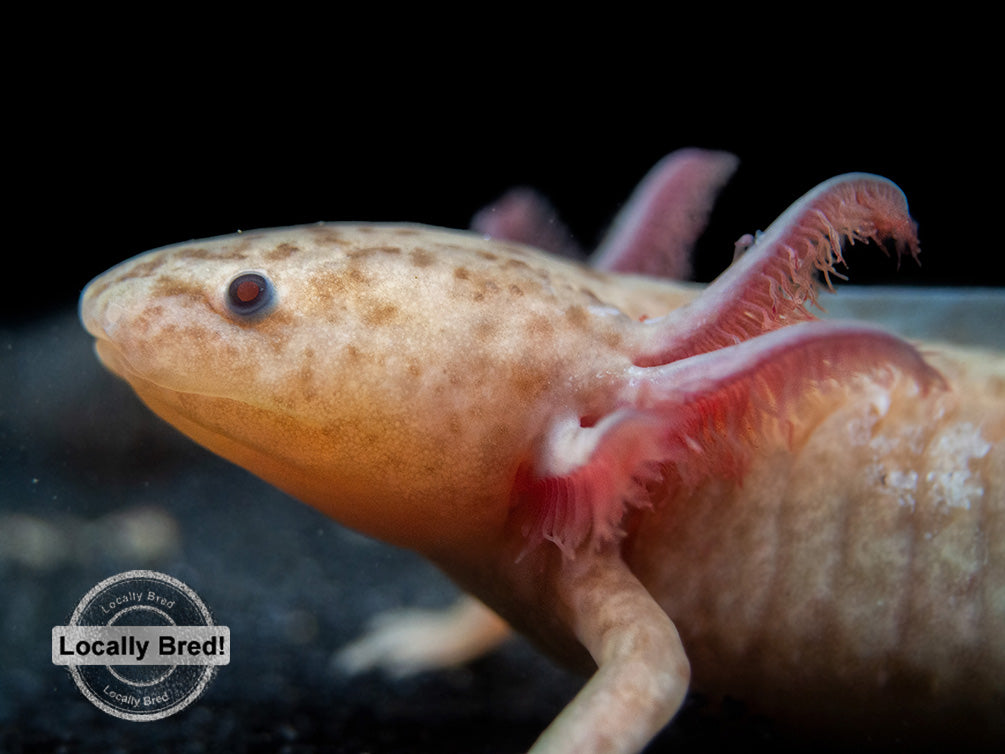 Copper Axanthic Axolotl (Ambystoma mexicanum), Locally Bred!