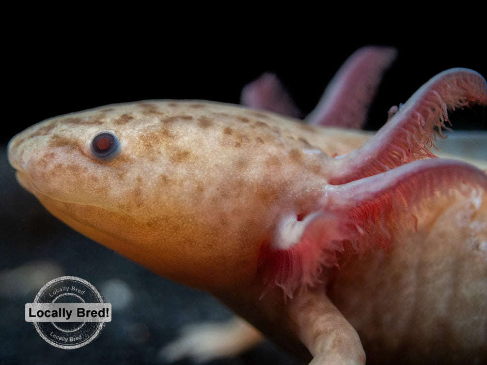 Copper Axanthic Axolotl (Ambystoma mexicanum), Locally Bred!