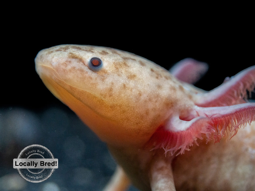 Copper Axanthic Axolotl (Ambystoma mexicanum), Locally Bred!