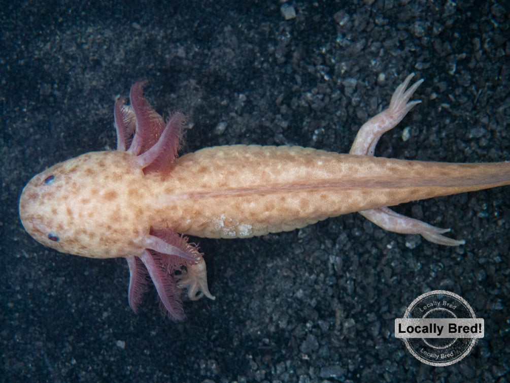 Copper Axanthic Axolotl (Ambystoma mexicanum), Locally Bred!