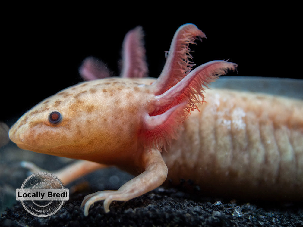 Copper Axanthic Axolotl (Ambystoma mexicanum), Locally Bred!