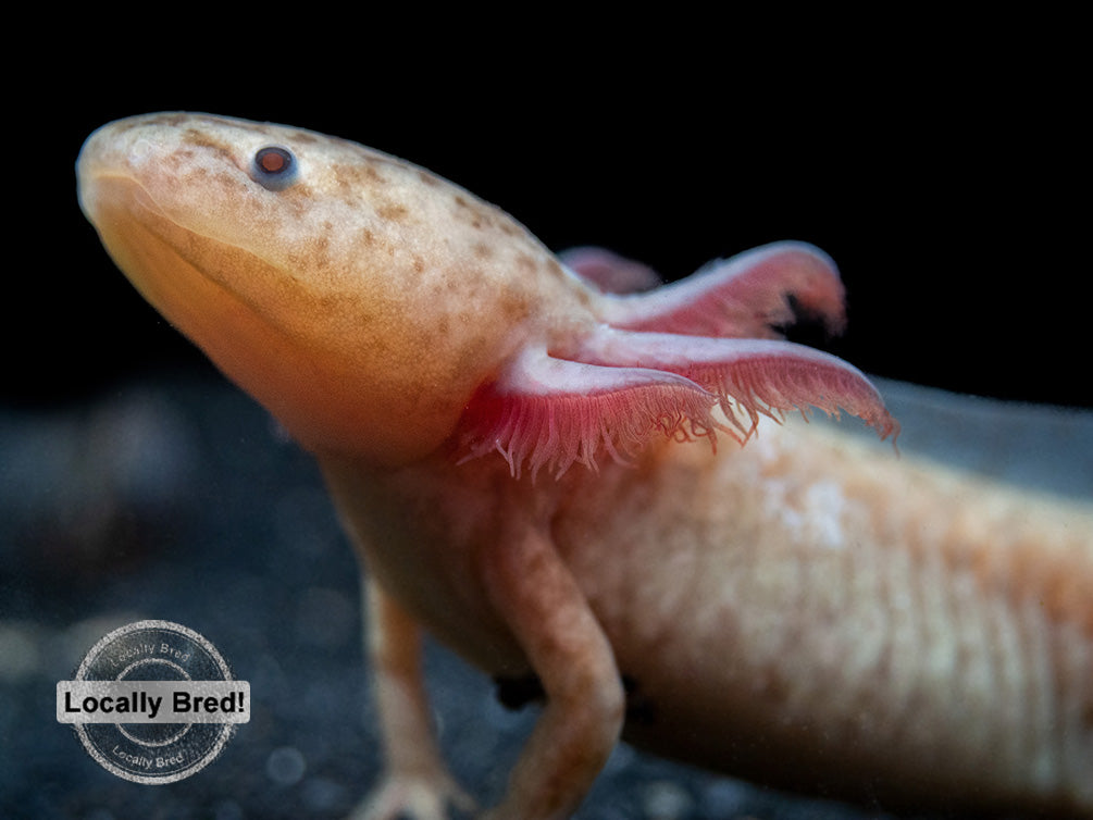 Copper Axanthic Axolotl (Ambystoma mexicanum), Locally Bred!