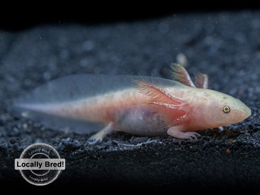 Copper Axolotl (Ambystoma mexicanum), Locally Bred!