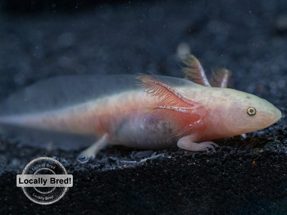 Copper Axolotl (Ambystoma mexicanum), Locally Bred!