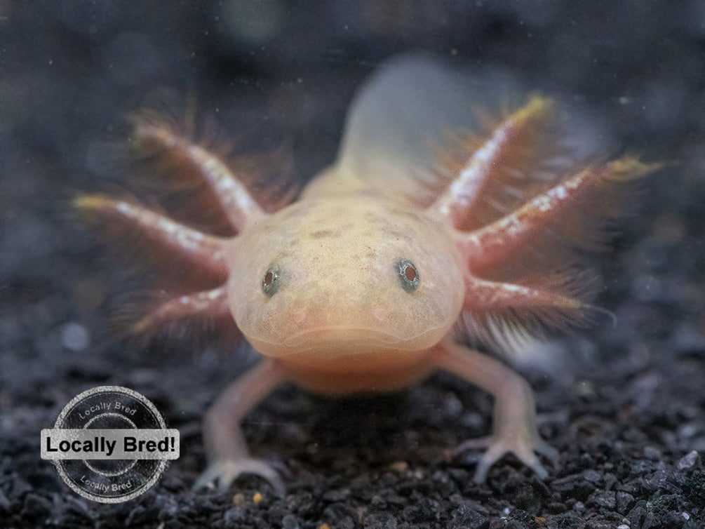 Copper Axolotl (Ambystoma mexicanum), Locally Bred!