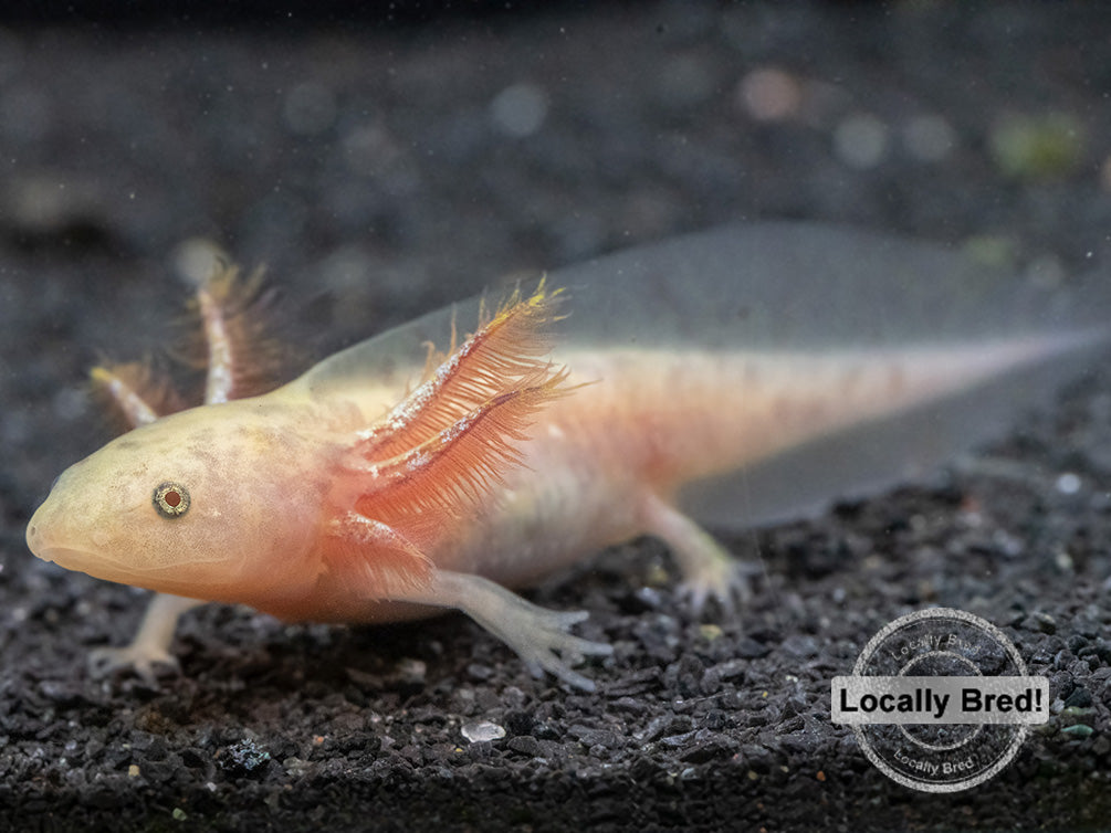 Copper Axolotl (Ambystoma mexicanum), Locally Bred!