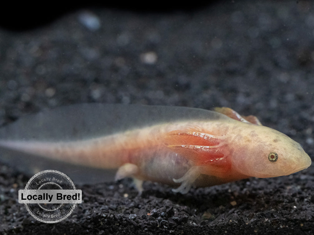 Copper Axolotl (Ambystoma mexicanum), Locally Bred!