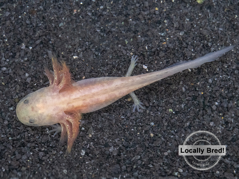 Copper Axolotl (Ambystoma mexicanum), Locally Bred!
