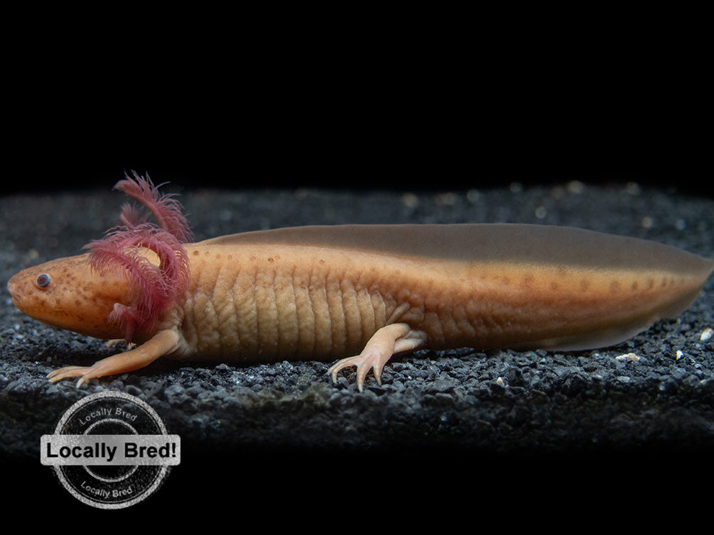 Copper Melanoid Axolotl (Ambystoma mexicanum), Locally Bred!