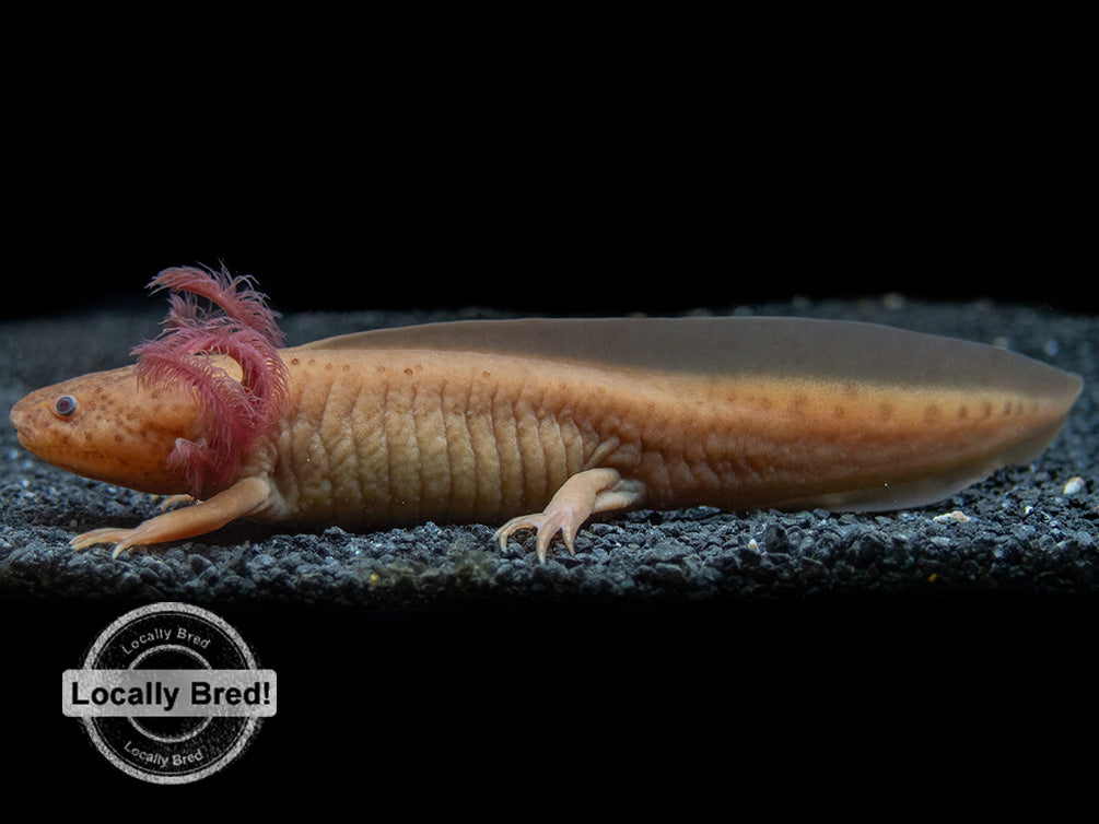 Copper Melanoid Axolotl (Ambystoma mexicanum), Locally Bred!