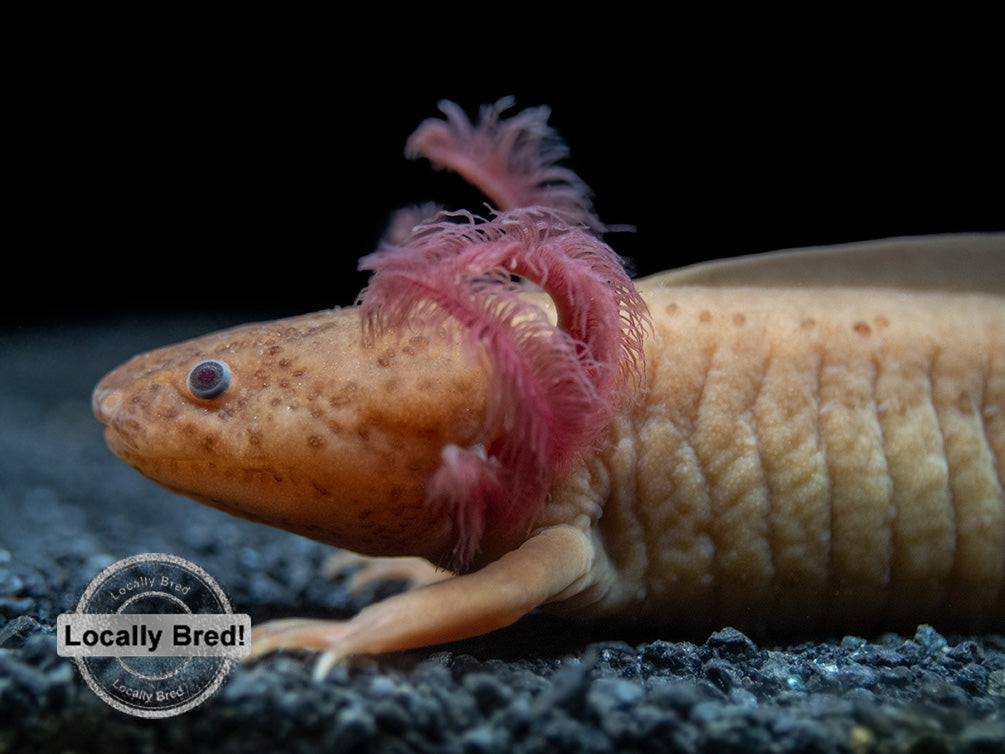 Copper Melanoid Axolotl (Ambystoma mexicanum), Locally Bred!