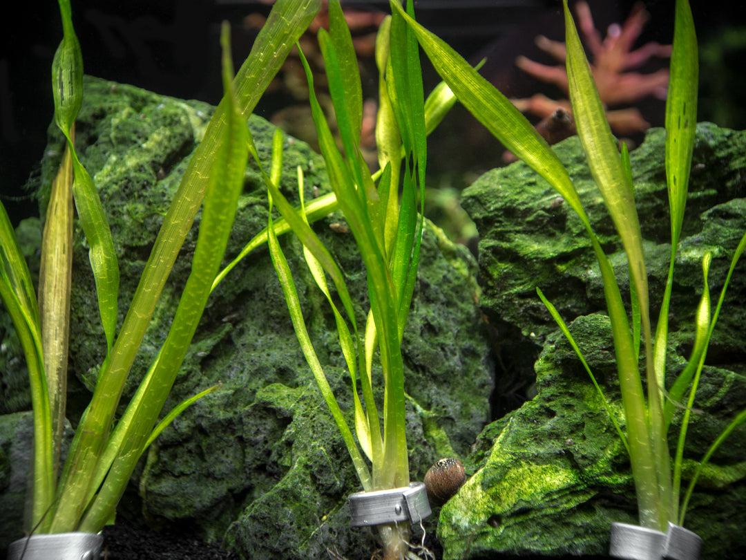Corkscrew Vallisneria (Vallisneria torta), Bunch w/Lead