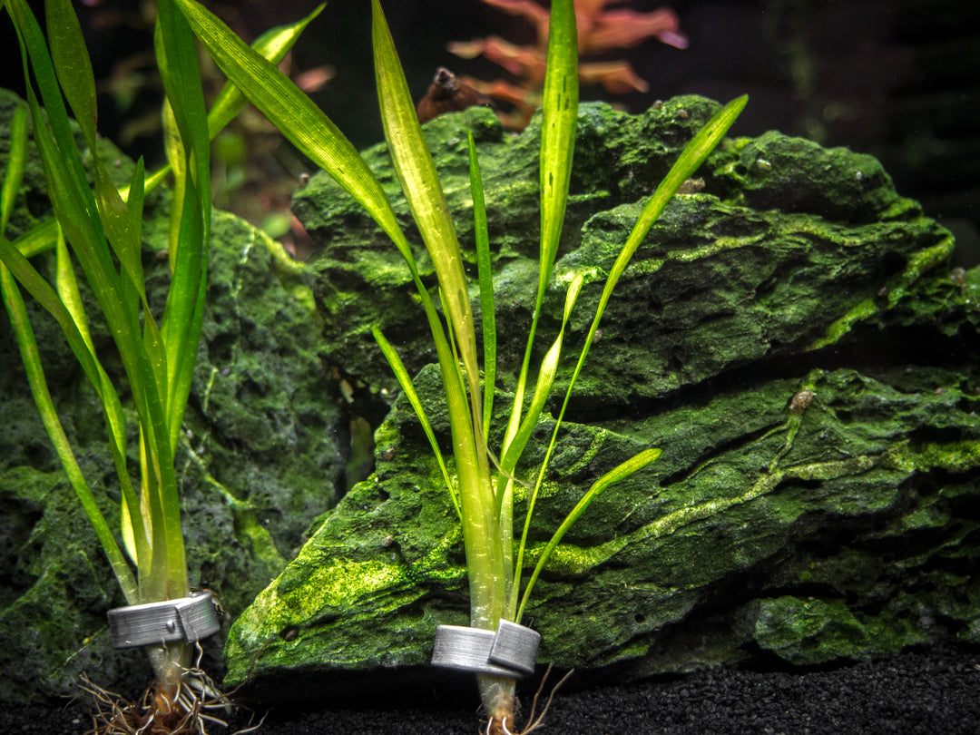 Corkscrew Vallisneria (Vallisneria torta), Bunch w/Lead