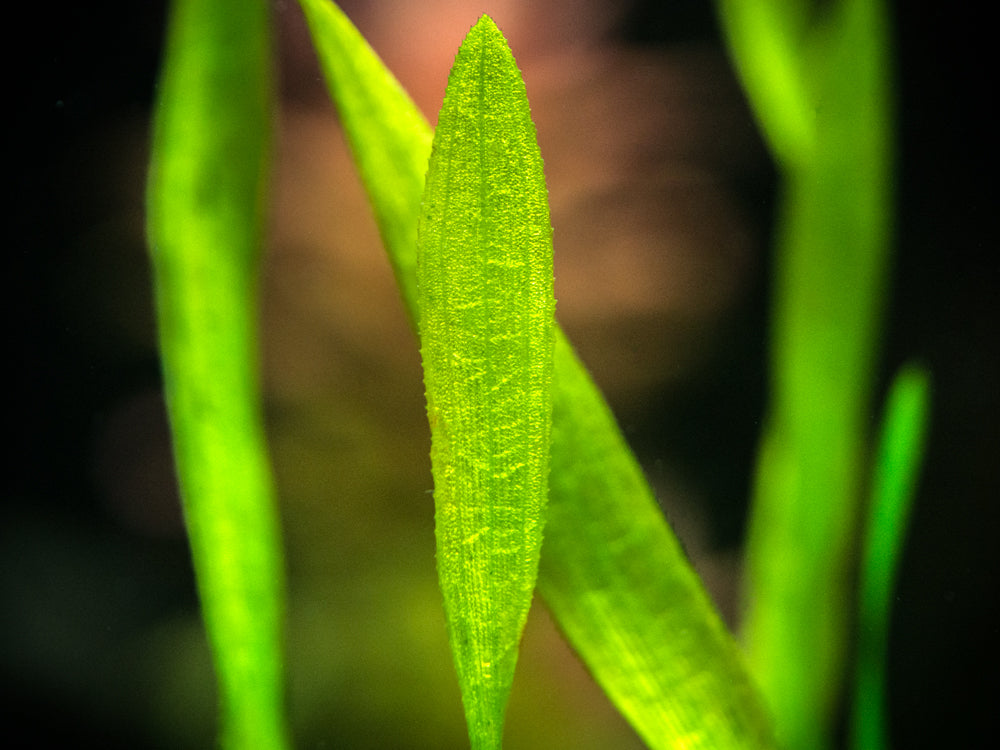 Corkscrew Vallisneria (Vallisneria torta), Bunch w/Lead