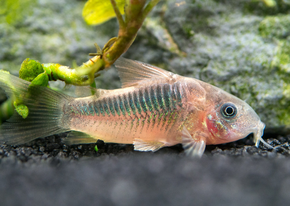 Rust Cory Catfish (Corydoras rabauti), TANK-BRED!!!