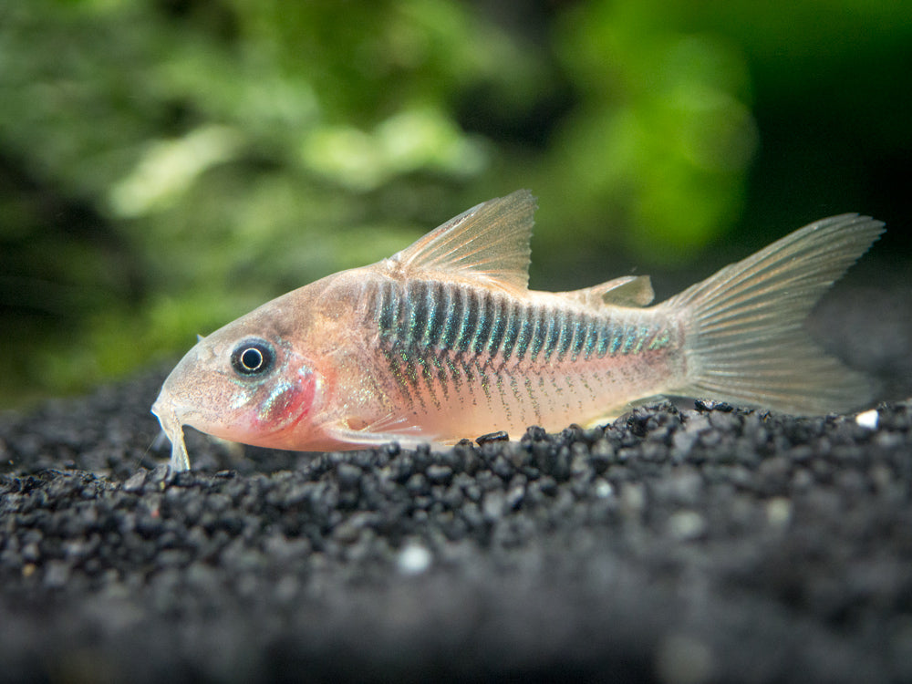 Rust Cory Catfish (Corydoras rabauti), TANK-BRED!!!