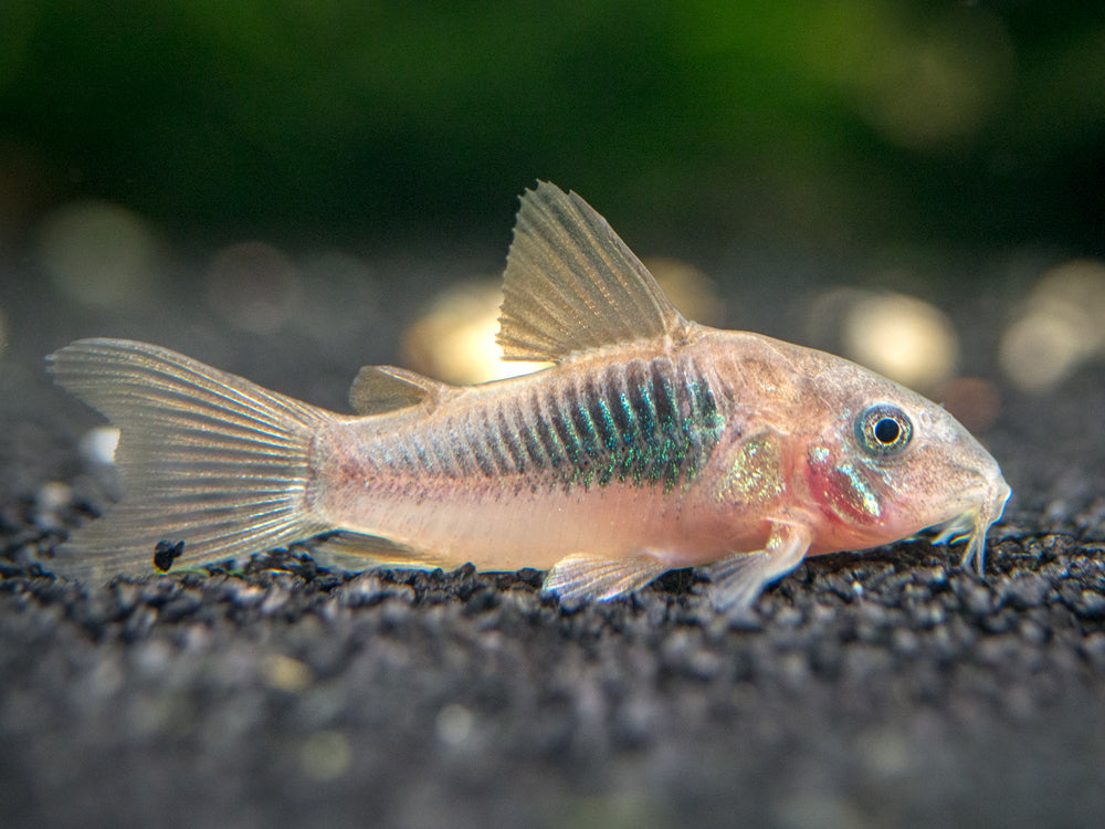Rust Cory Catfish (Corydoras rabauti), TANK-BRED!!!