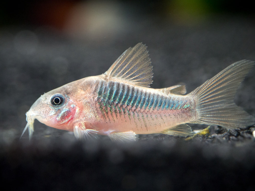 Rust Cory Catfish (Corydoras rabauti), TANK-BRED!!!