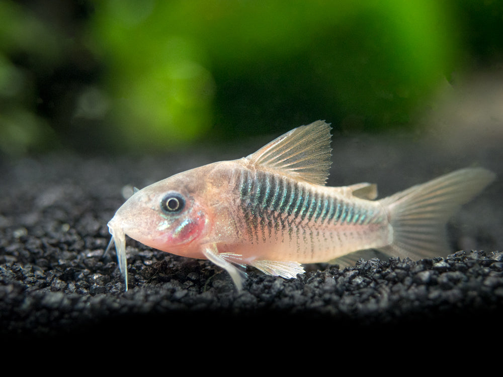 Rust Cory Catfish (Corydoras rabauti), TANK-BRED!!!
