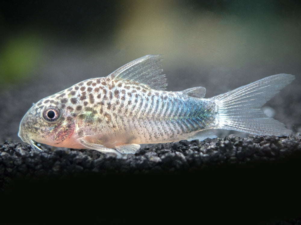 Smudge Spot AKA Violet Cory Catfish (Corydoras similis), Tank-Bred
