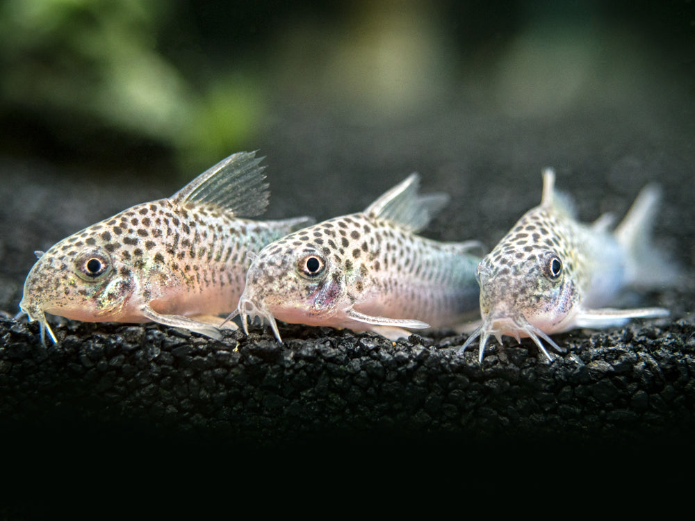 Smudge Spot AKA Violet Cory Catfish (Corydoras similis), Tank-Bred