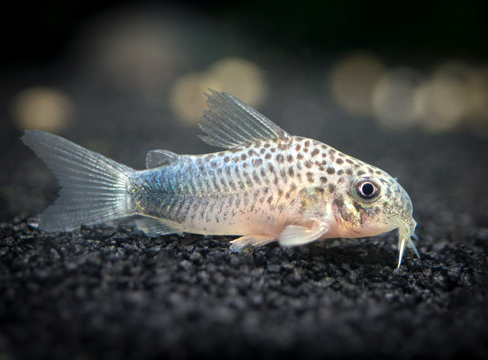 Smudge Spot AKA Violet Cory Catfish (Corydoras similis), Tank-Bred