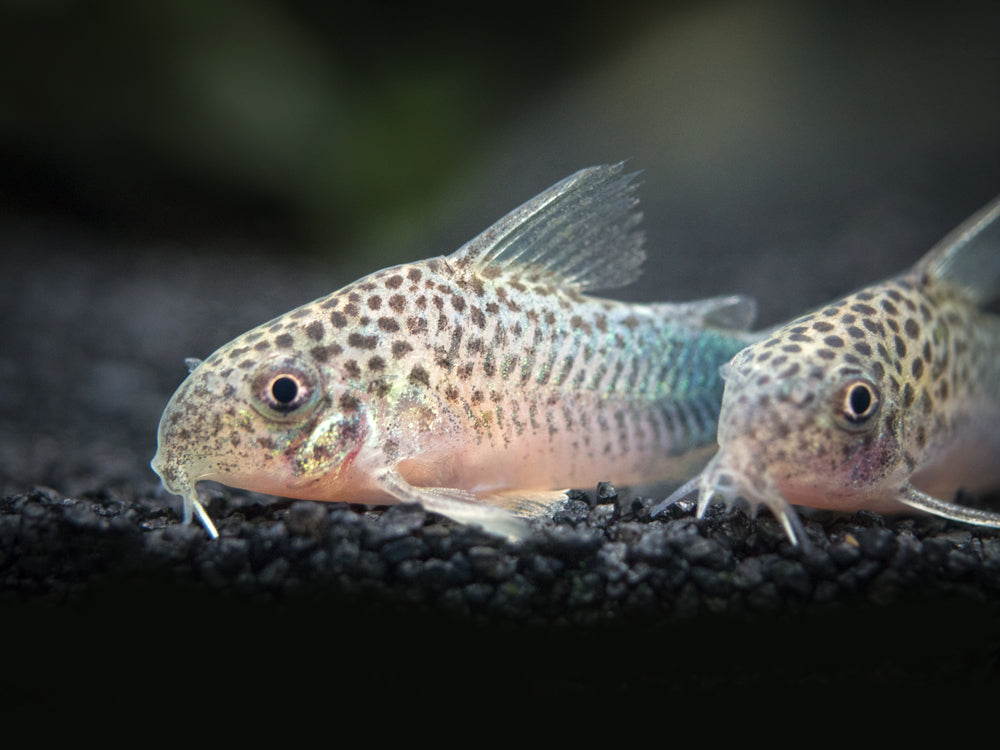 Smudge Spot AKA Violet Cory Catfish (Corydoras similis), Tank-Bred