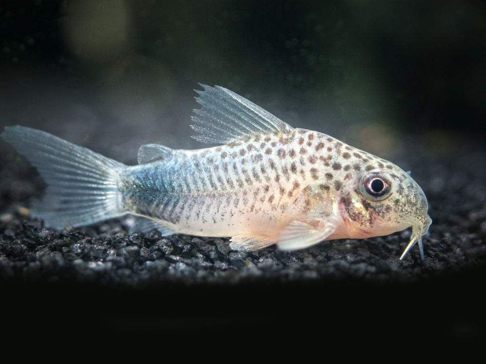 Smudge Spot AKA Violet Cory Catfish (Corydoras similis), Tank-Bred