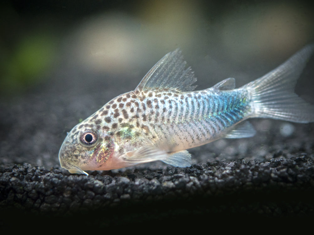 Smudge Spot AKA Violet Cory Catfish (Corydoras similis), Tank-Bred