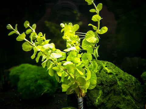3 PLANT COMBO (Beginner Aquarium Plant Pack) - Aquatic Arts