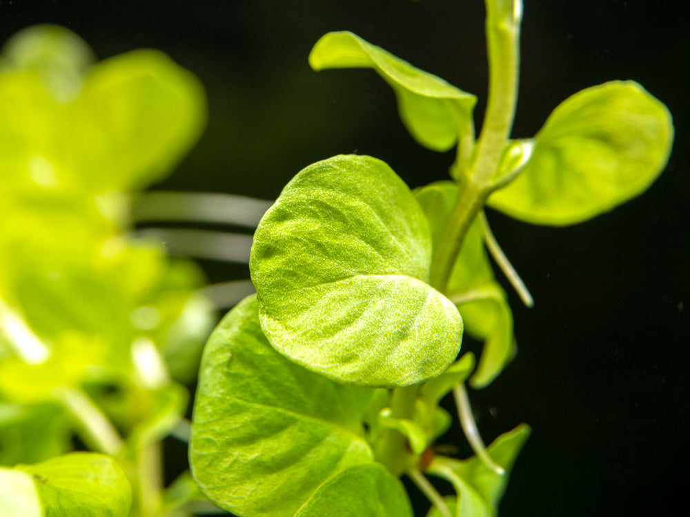 Lloydiella AKA Creeping Jenny (Lysimachia nummularia), bunch