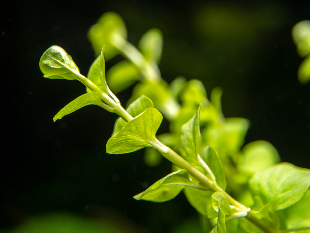 Golden Lloydiella AKA Golden Creeping Jenny (Lysimachia nummularia "Aura"), bunch