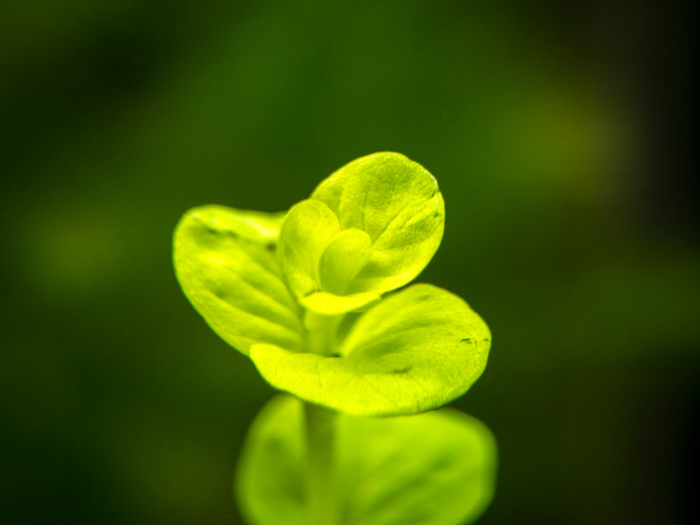 Golden Lloydiella AKA Golden Creeping Jenny (Lysimachia nummularia "Aura"), bunch