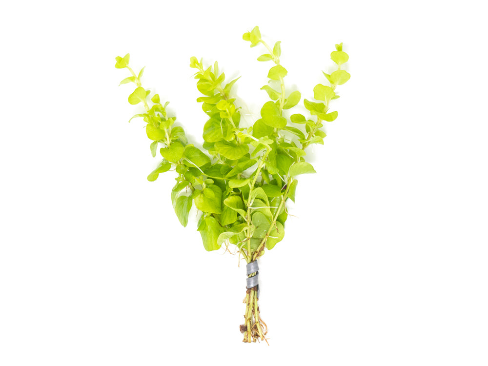 Lloydiella AKA Creeping Jenny (Lysimachia nummularia), bunch
